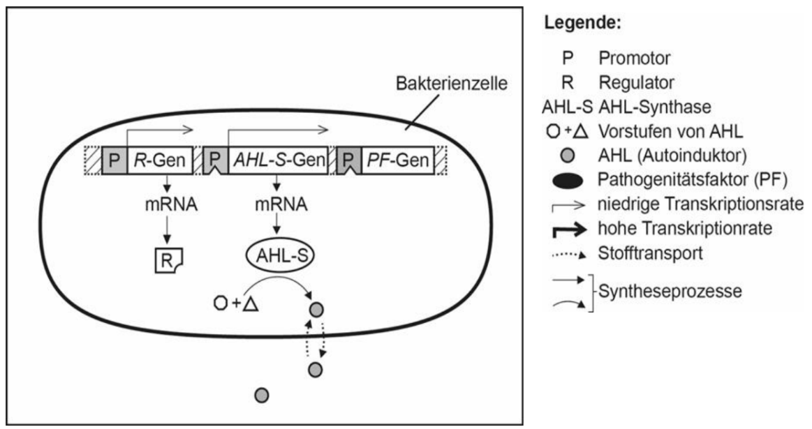 Schema einer Bakterienzelle mit Genregulation und AHL-Signalstoff
